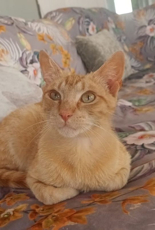 Robin - Chat à adopter - photo 2