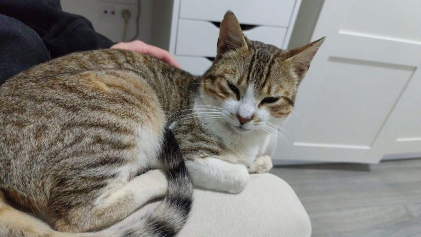 Kevin - Chat à adopter - photo 3