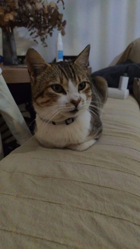 Kevin - Chat à adopter - photo 2