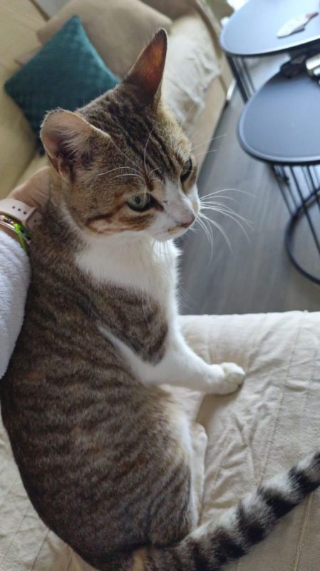 Kevin - Chat à adopter - photo 5