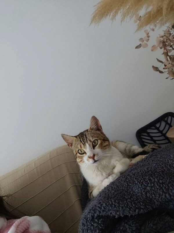 Kevin - Chat à adopter