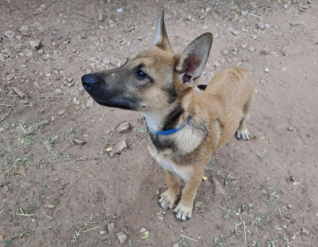 Bowie - Chien Berger Belge Malinois à adopter - photo 2
