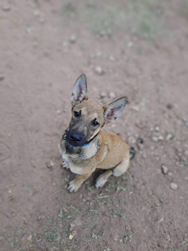 Bowie - Chien Berger Belge Malinois à adopter
