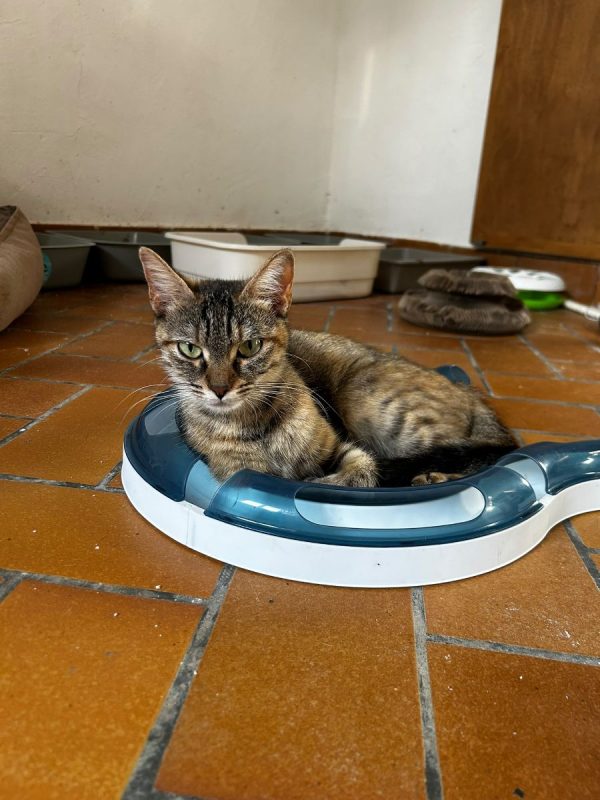 Alba - Chat Européen à adopter