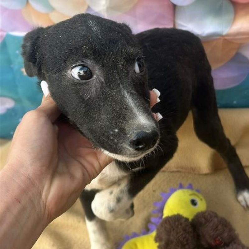 PERLA - Chien à adopter - photo 2