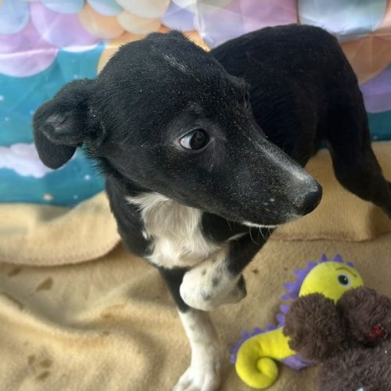 PERLA - Chien à adopter - photo 3