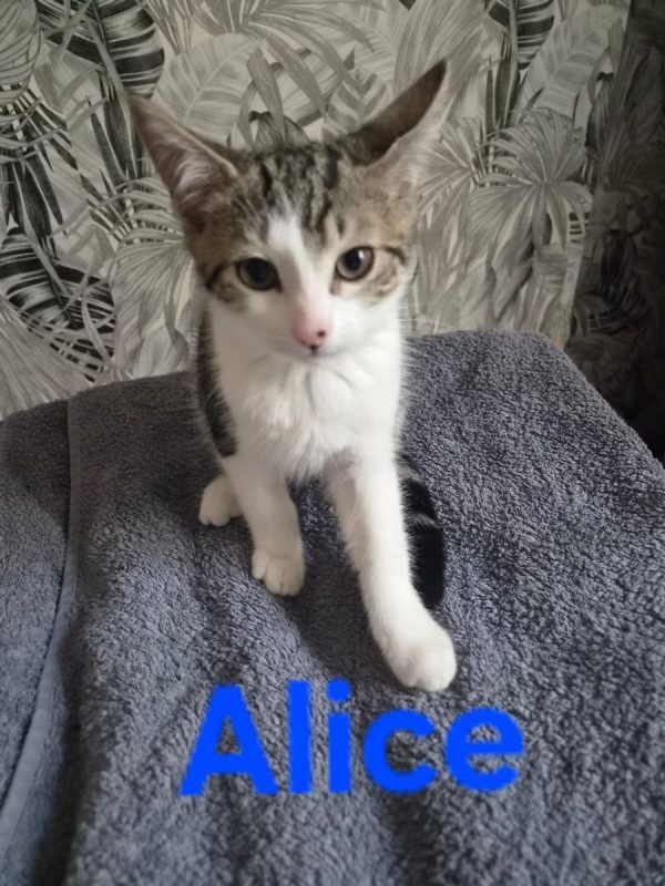 Alice - Chat Européen à adopter - photo 2