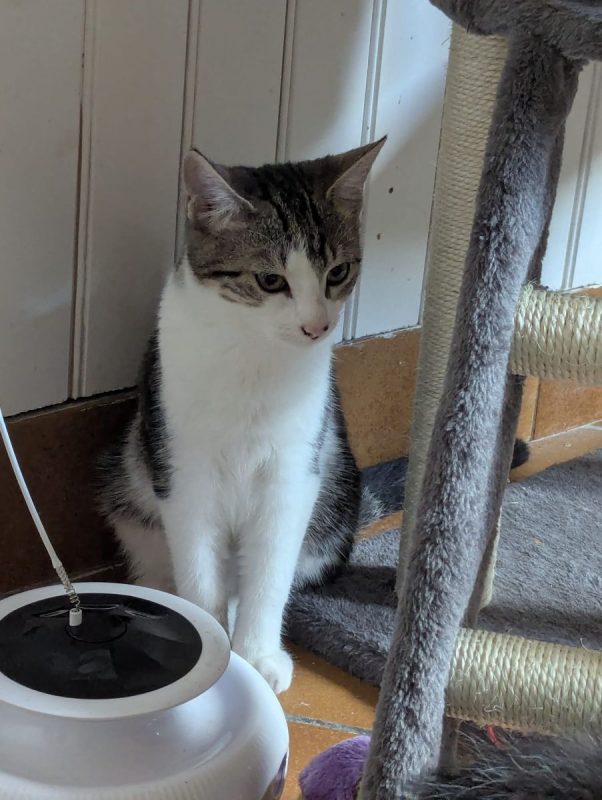 Alice - Chat Européen à adopter