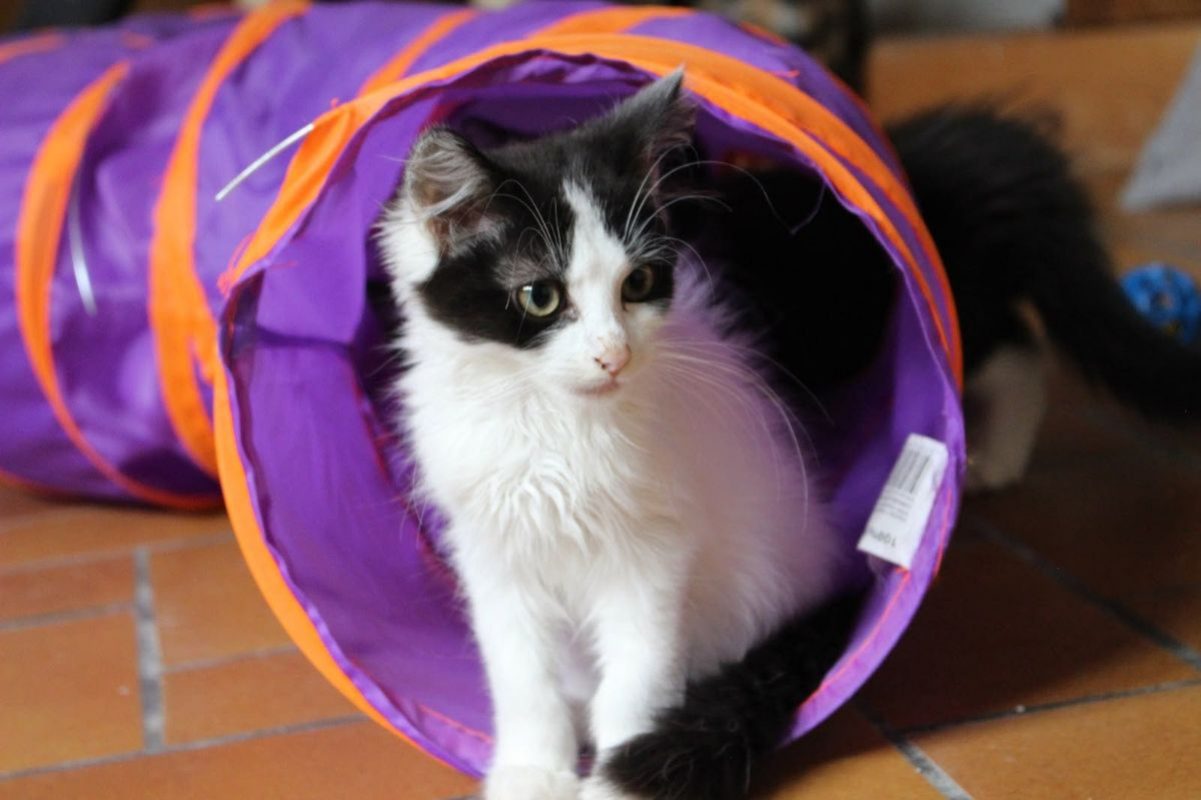 Amenadiel - Chat Européen à adopter - photo 2