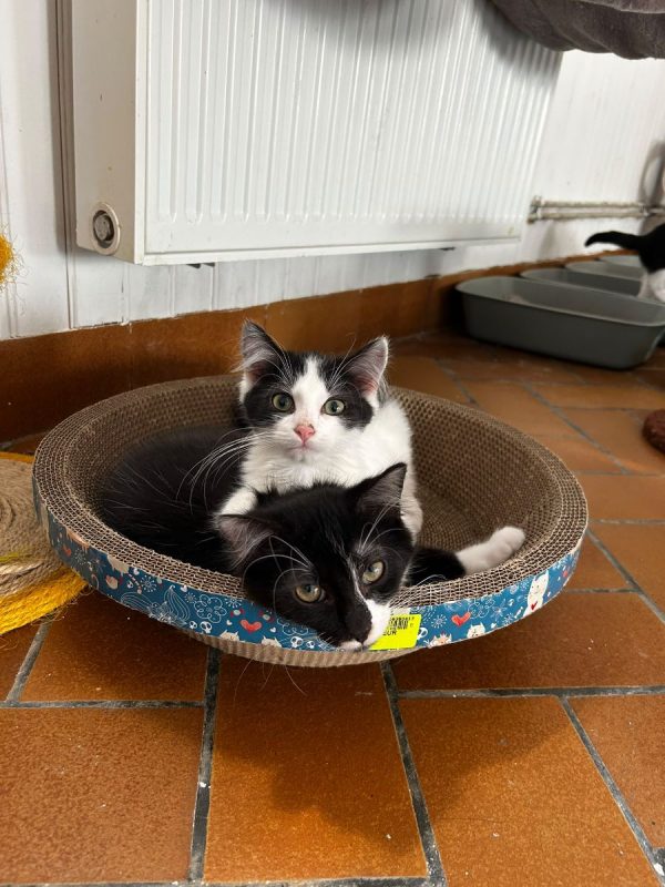 Amenadiel - Chat Européen à adopter