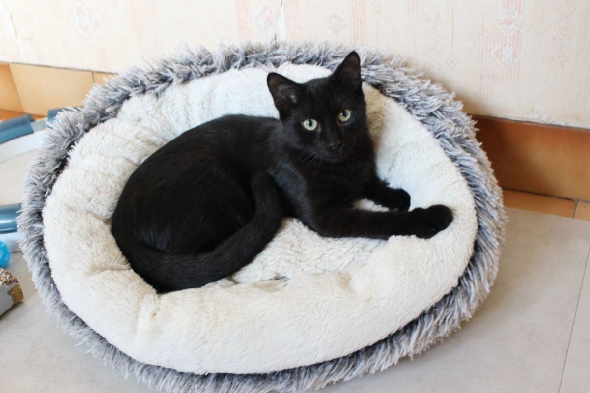 Black - Chat Européen à adopter