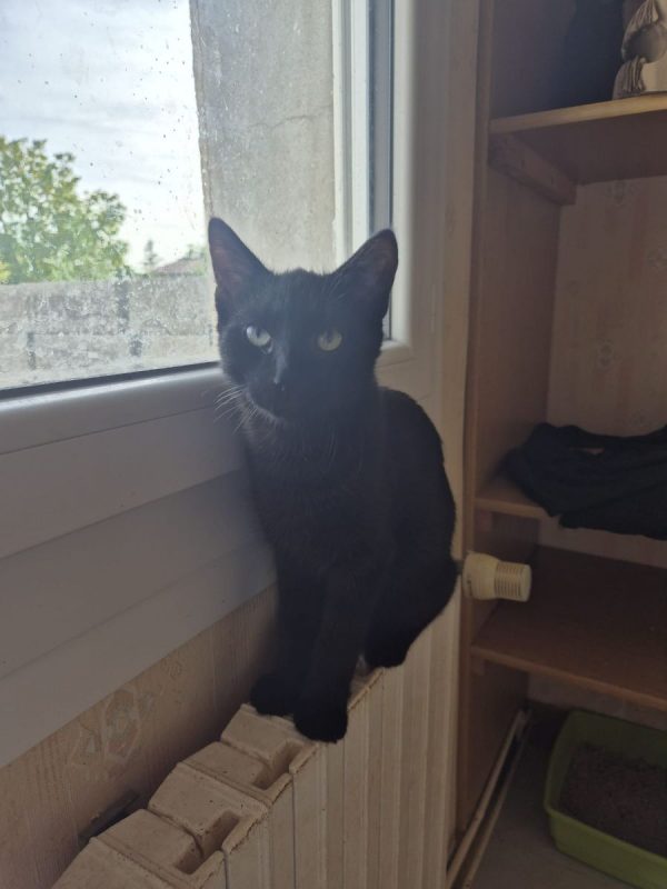 Black - Chat Européen à adopter - photo 2