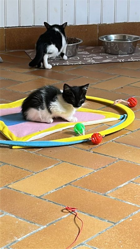 Dan - Chat Européen à adopter - photo 2