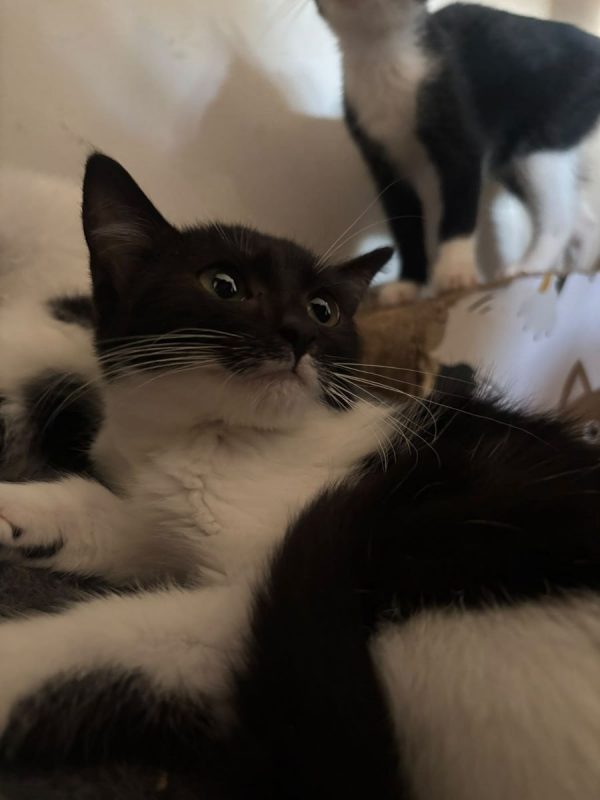 Dan - Chat Européen à adopter