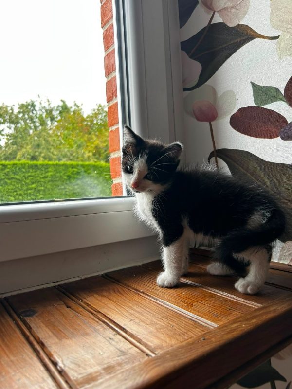 Denver - Chat Européen à adopter - photo 2