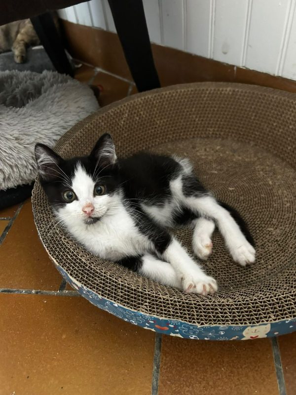Denver - Chat Européen à adopter