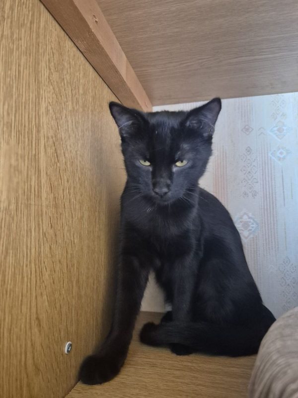 Dracula - Chat Européen à adopter