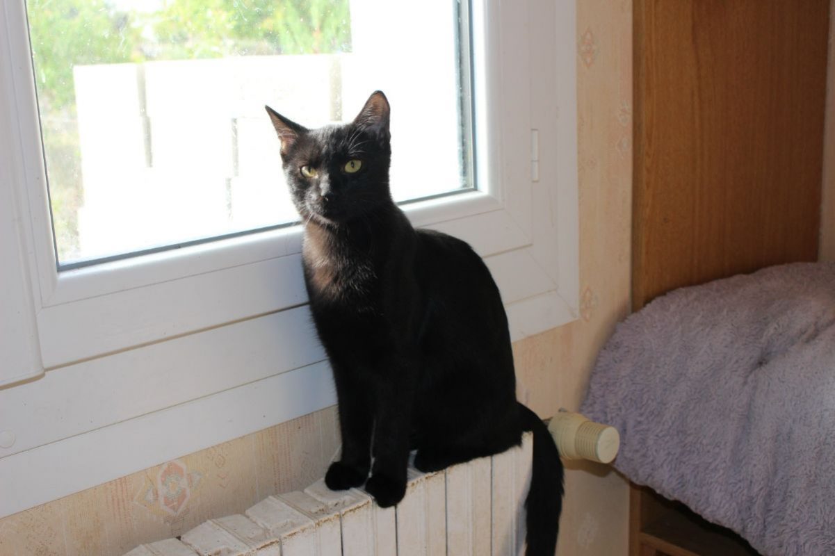 Dracula - Chat Européen à adopter - photo 2