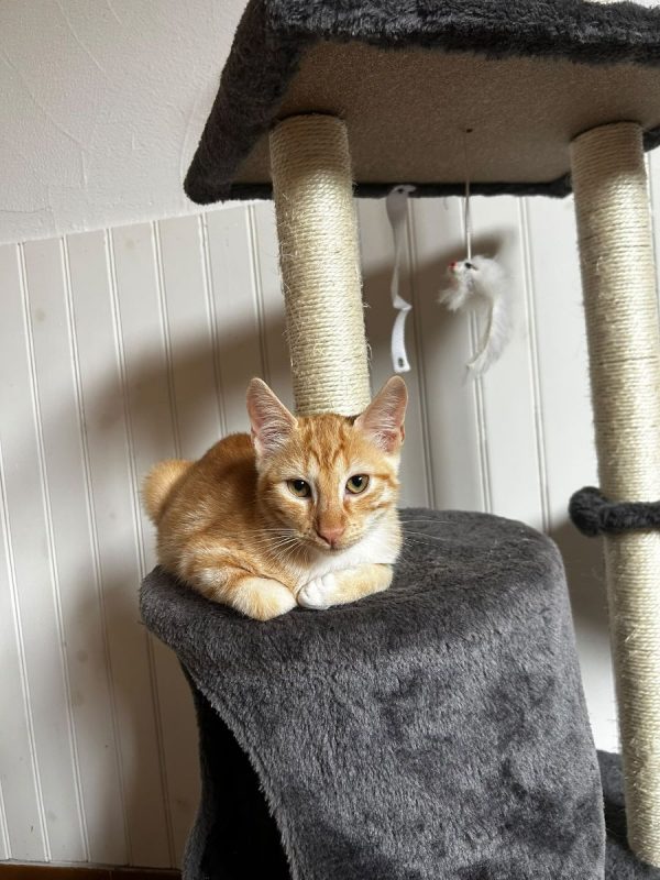 Edward - Chat Européen à adopter