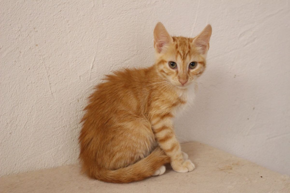 Edward - Chat Européen à adopter - photo 3