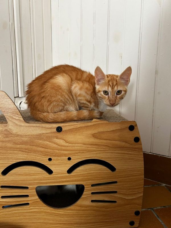Edward - Chat Européen à adopter - photo 2