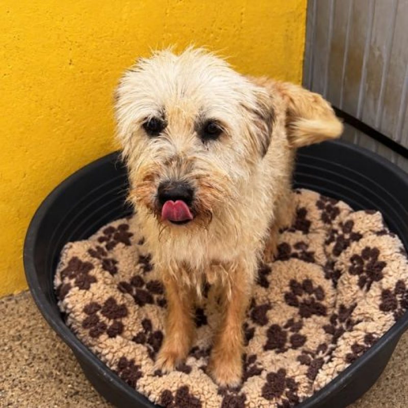 SOKA - Chien à adopter