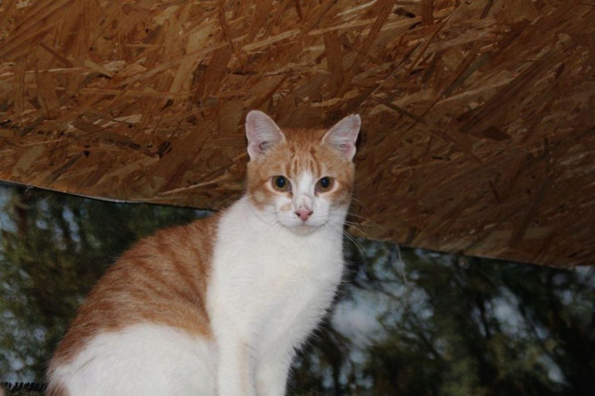 Ron - Chat à adopter - photo 3
