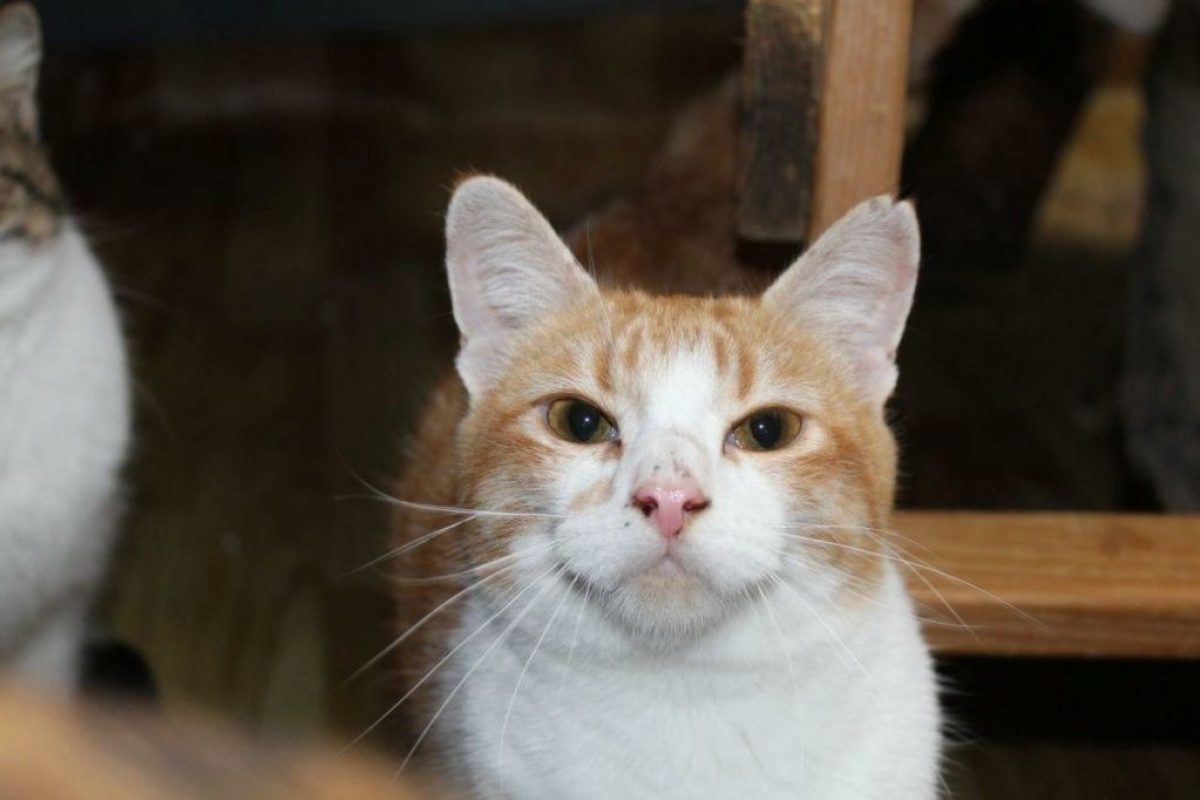 Ron - Chat à adopter - photo 2
