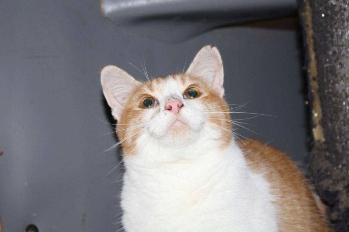 Ron - Chat à adopter - photo 5