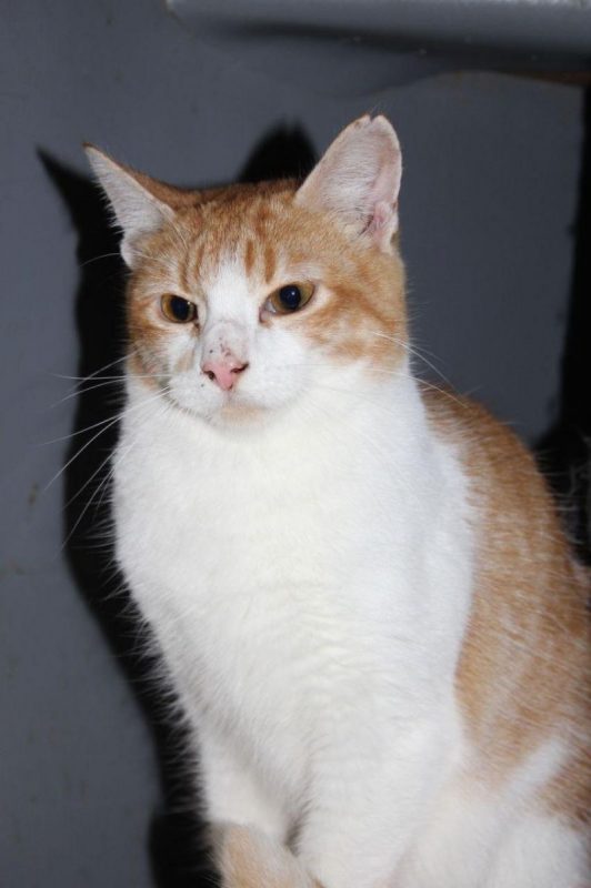 Ron - Chat à adopter