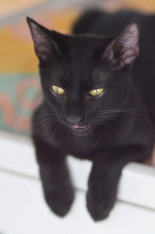 Sorbas - Chat à adopter - photo 2