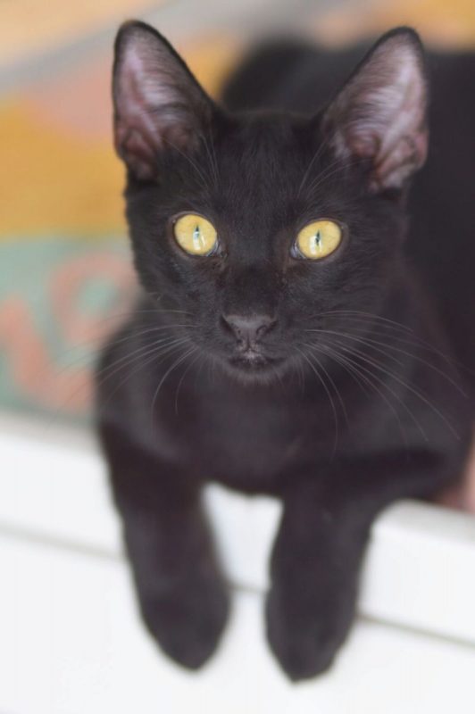 Sorbas - Chat à adopter