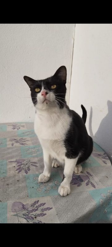 Filon - Chat à adopter - photo 3