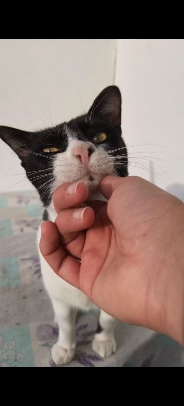 Filon - Chat à adopter - photo 4