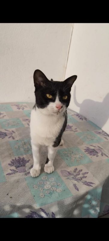 Filon - Chat à adopter - photo 5