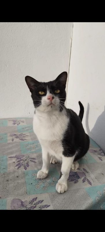 Filon - Chat à adopter