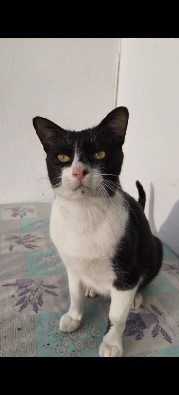Filon - Chat à adopter - photo 2