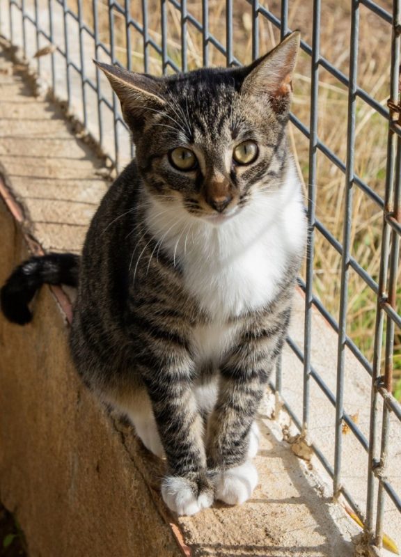 Yumi - Chat à adopter