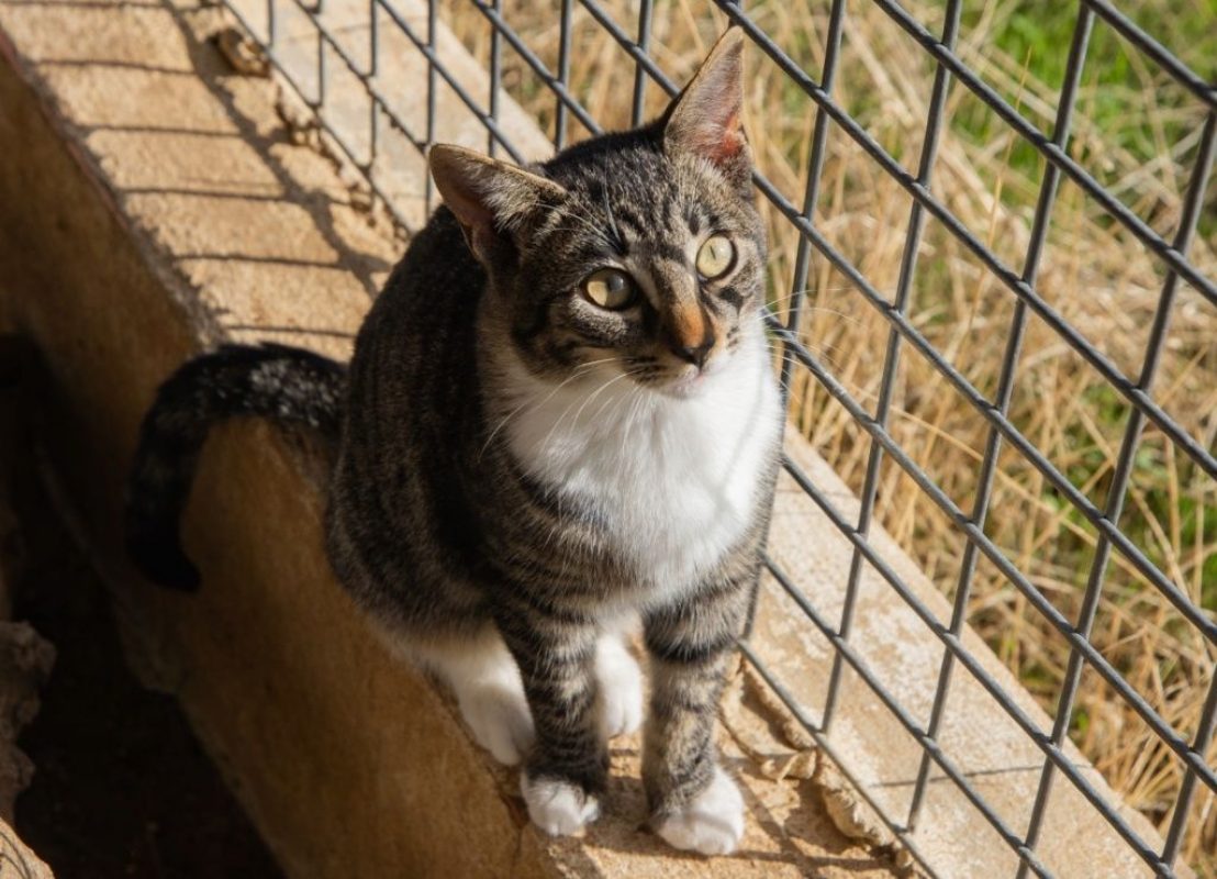 Yumi - Chat à adopter - photo 2