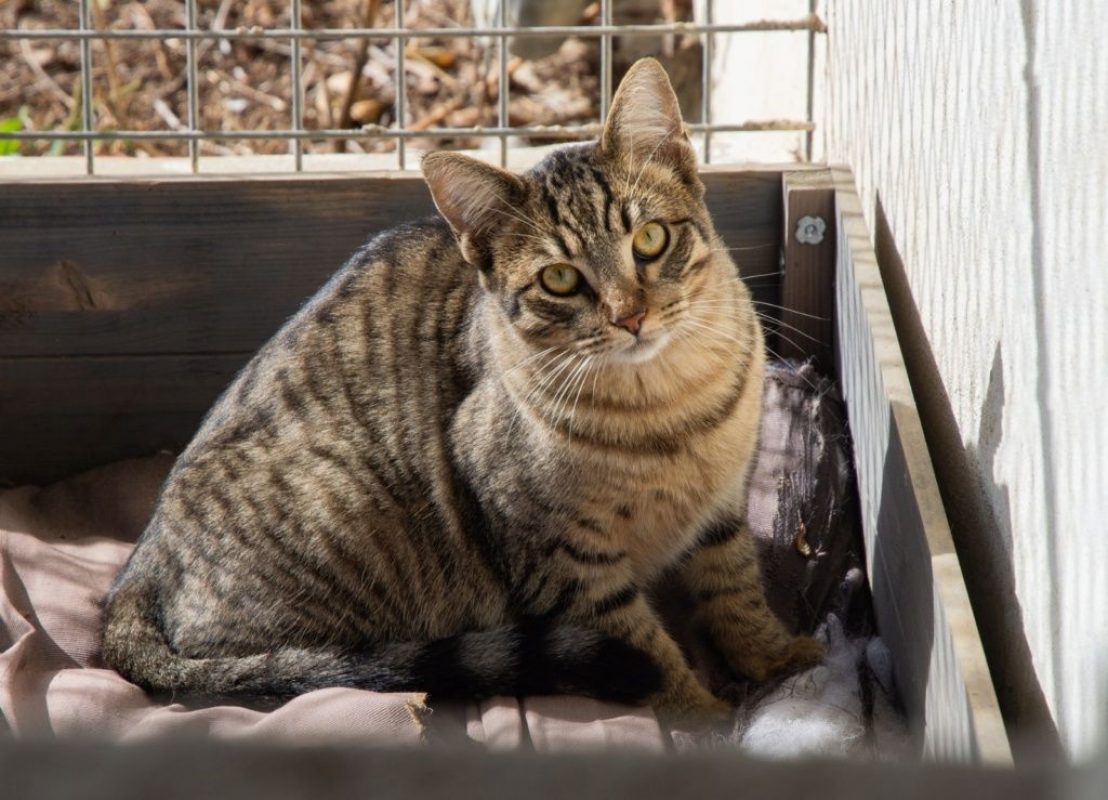 Stark - Chat à adopter - photo 6