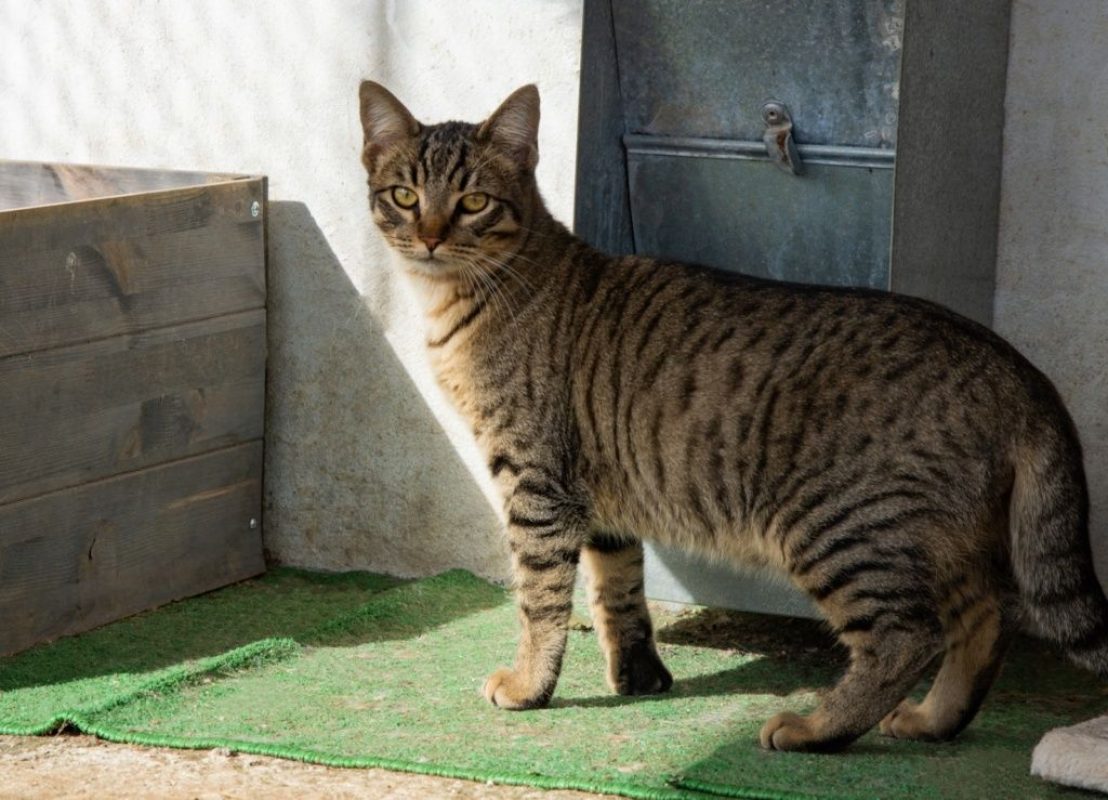 Stark - Chat à adopter - photo 9