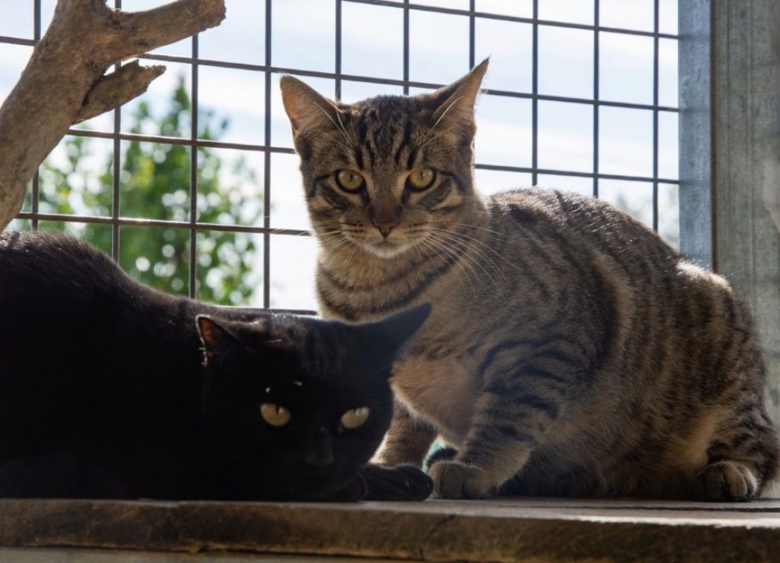 Stark - Chat à adopter - photo 3