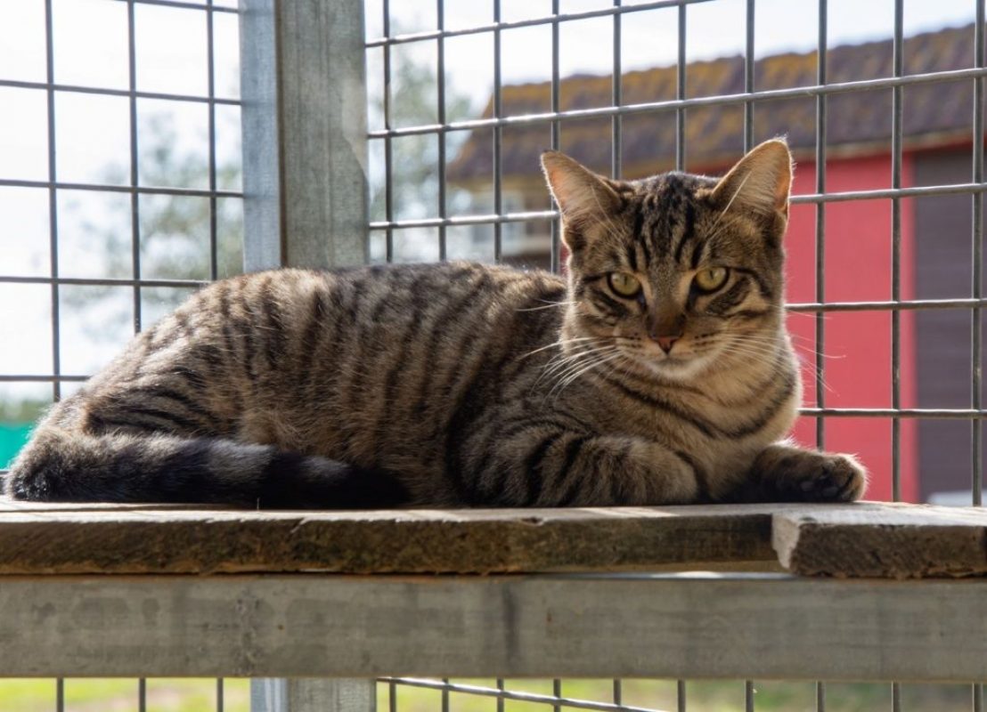 Stark - Chat à adopter - photo 2