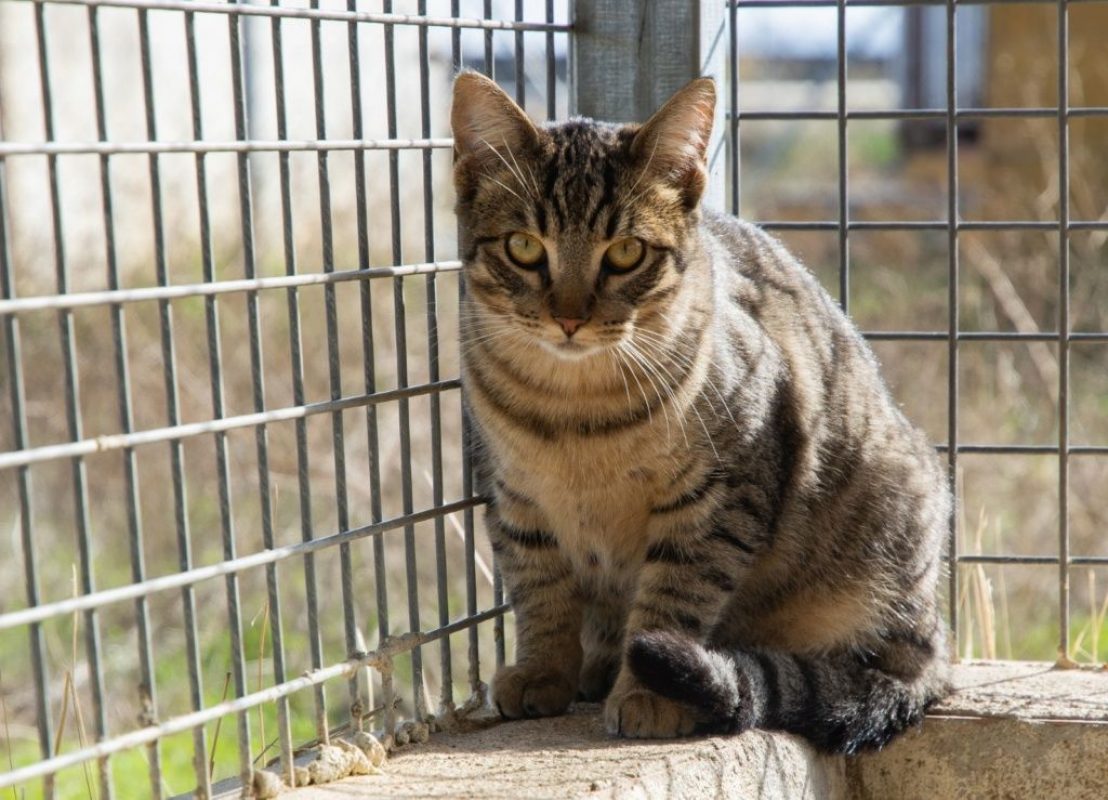 Stark - Chat à adopter - photo 7
