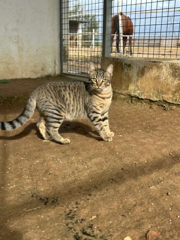 Stark - Chat à adopter - photo 4