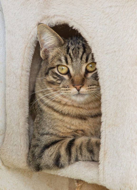 Stark - Chat à adopter