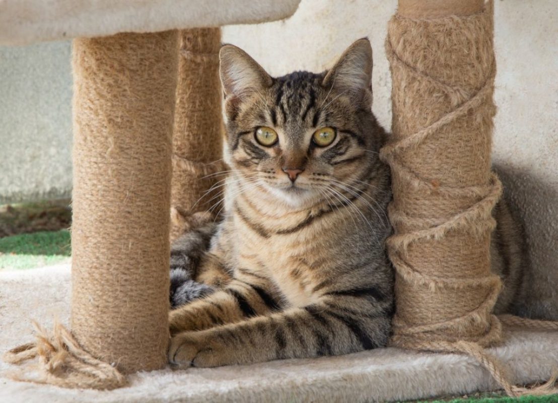 Stark - Chat à adopter - photo 8