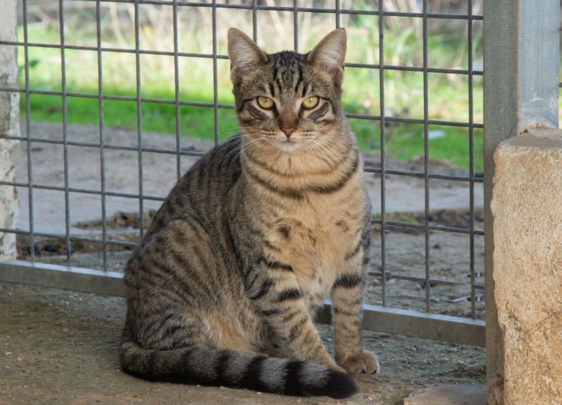 Stark - Chat à adopter - photo 5