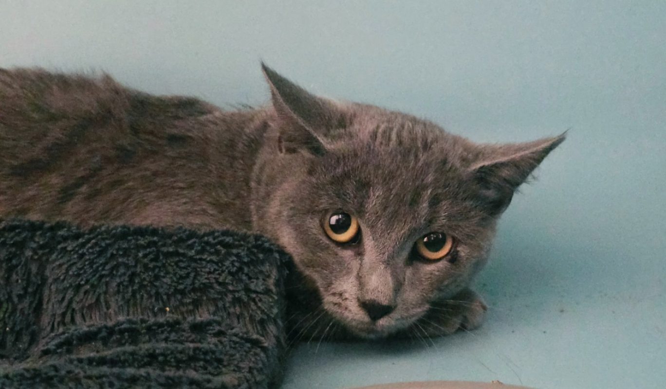 Antonn - Chat Européen à adopter