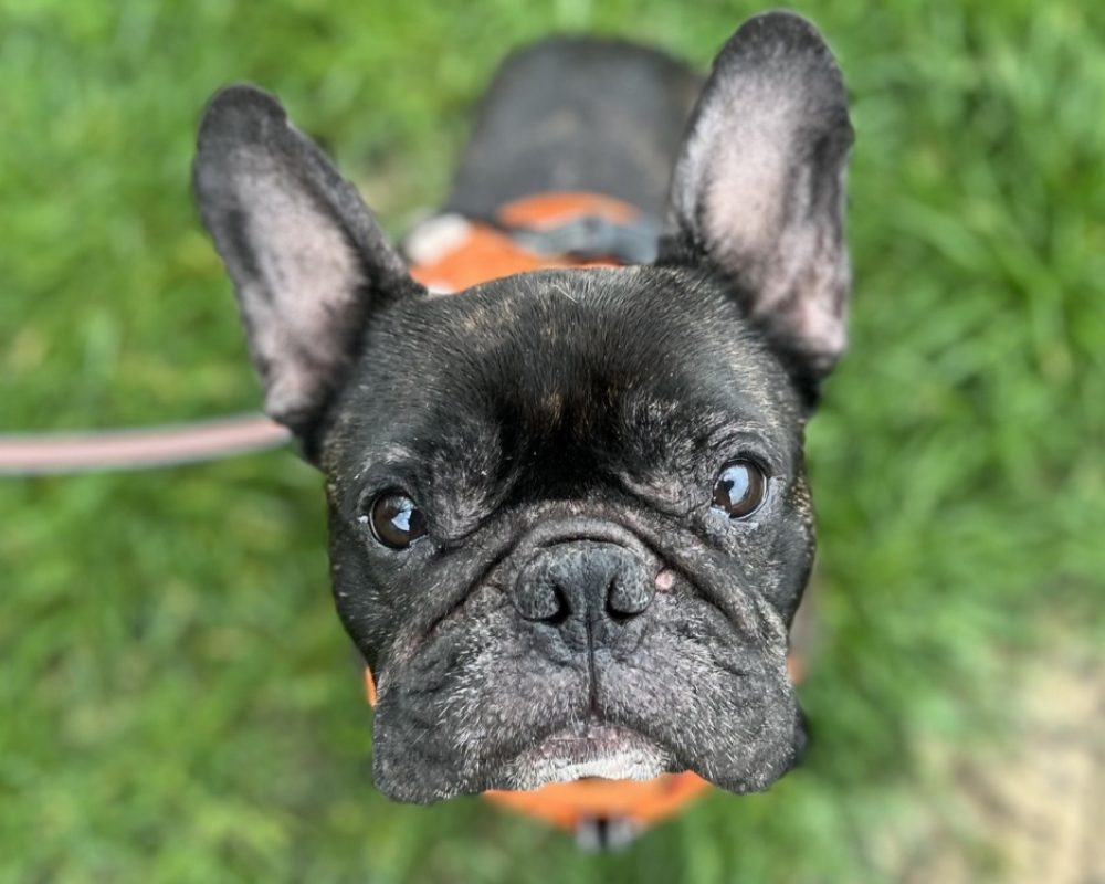 Simba - Chien Bouledogue Français à adopter